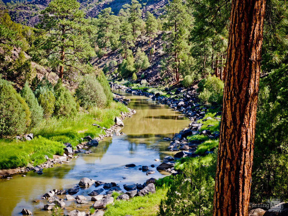 Rio Grande Ponderosas