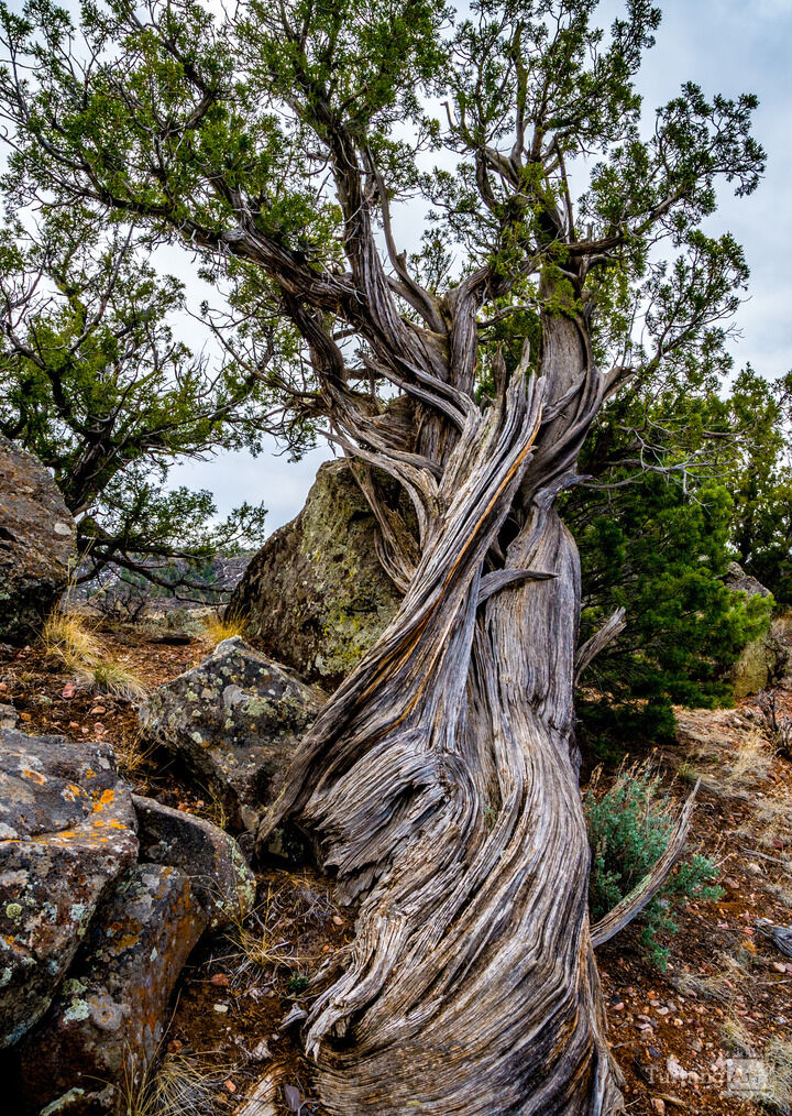 Wild Rivers Juniper V