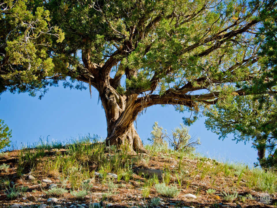Wild Rivers Juniper H