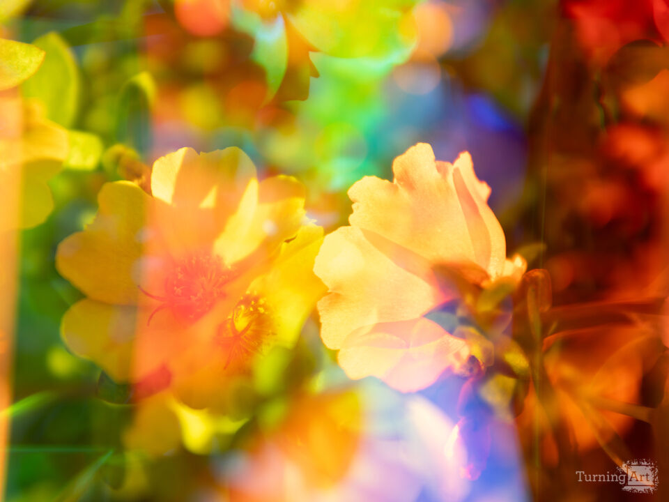 Prismatic Flowers II