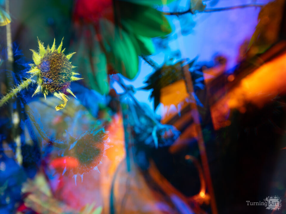 Prismatic Sunflower