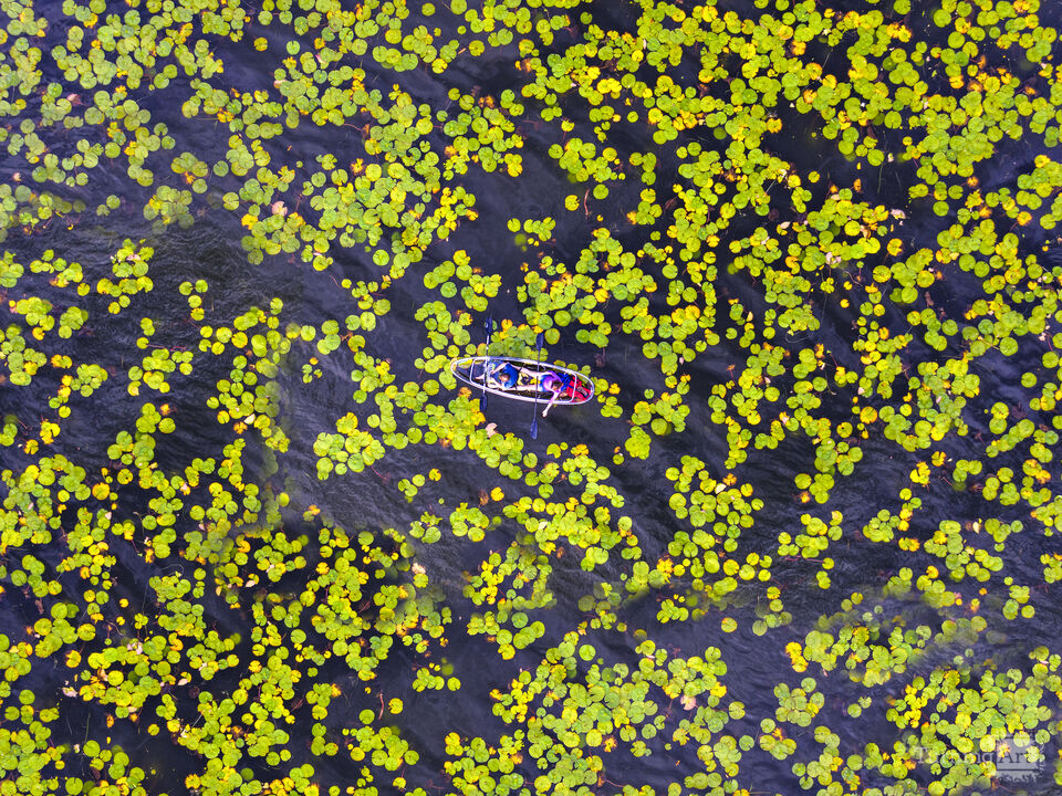 Floating Through Lilypads