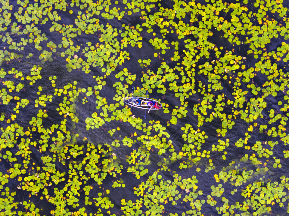 Floating Through Lilypads