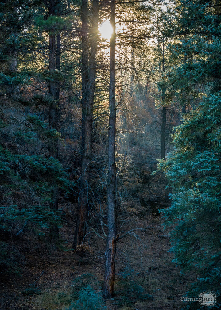 Forest Light