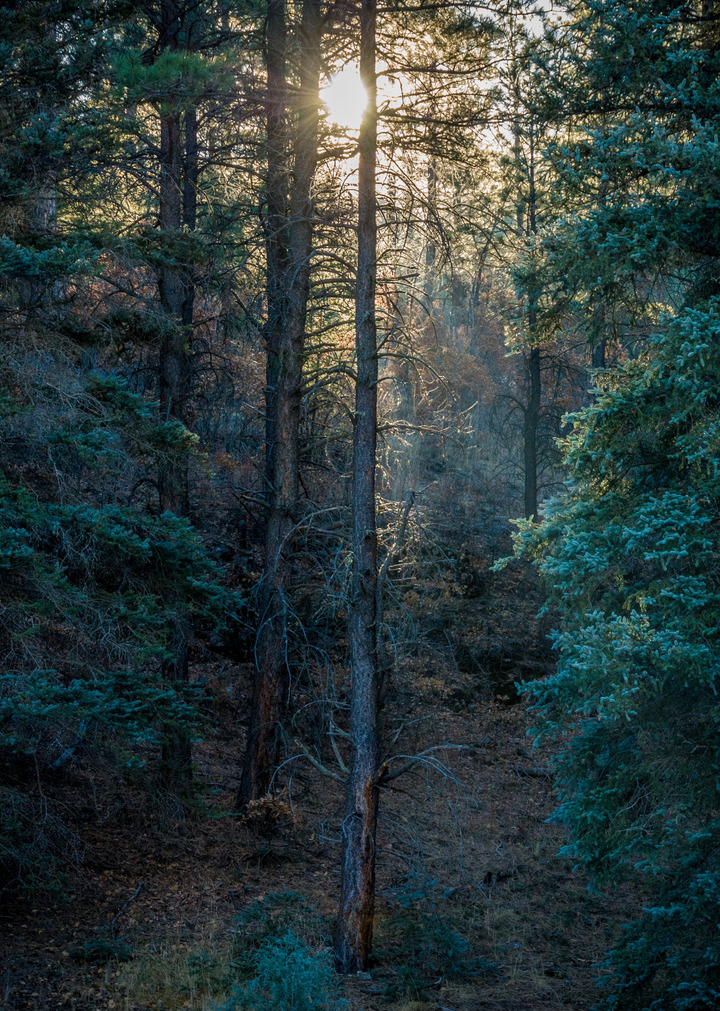 Forest Light