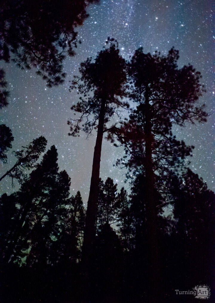 Ponderosa Starfield