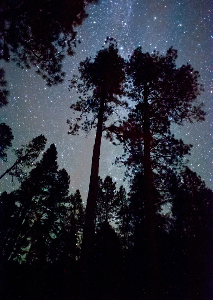 Ponderosa Starfield
