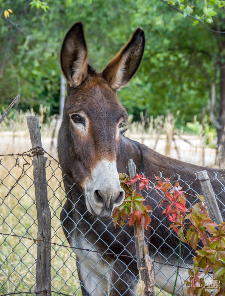 Santuario Burro