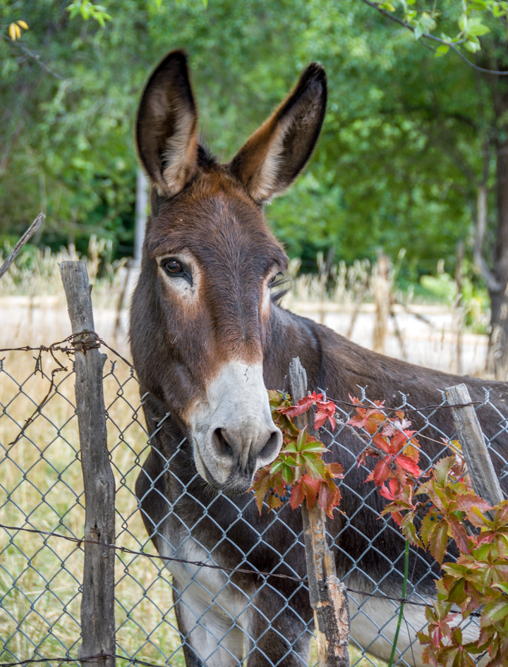 Santuario Burro
