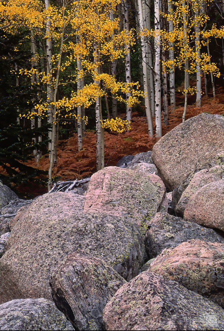 Rocky Mountain Autumn