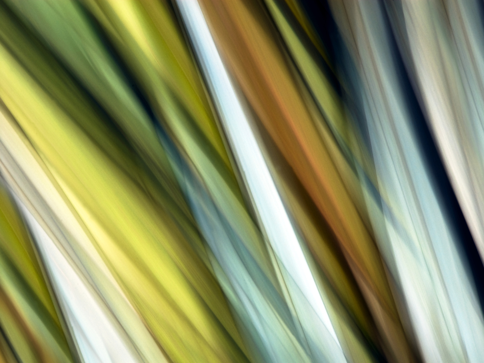 Abstract Botanical A