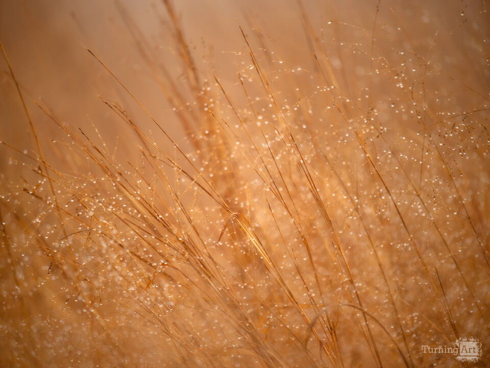 Golden Fields