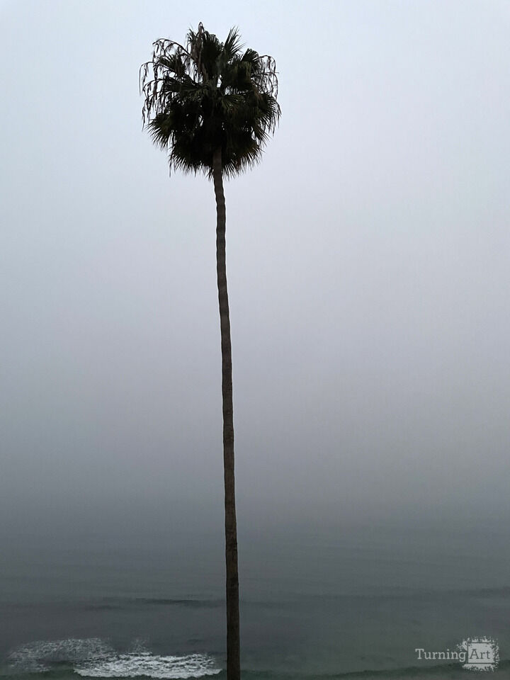 Misty Morning Solitude