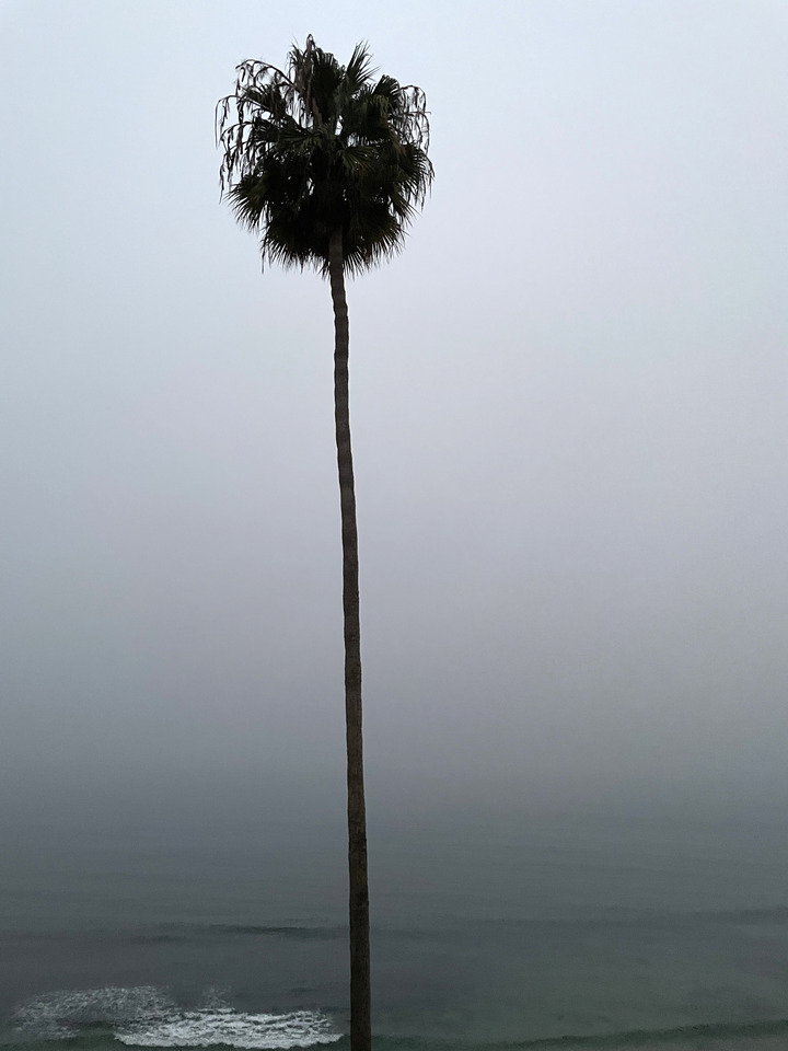 Misty Morning Solitude