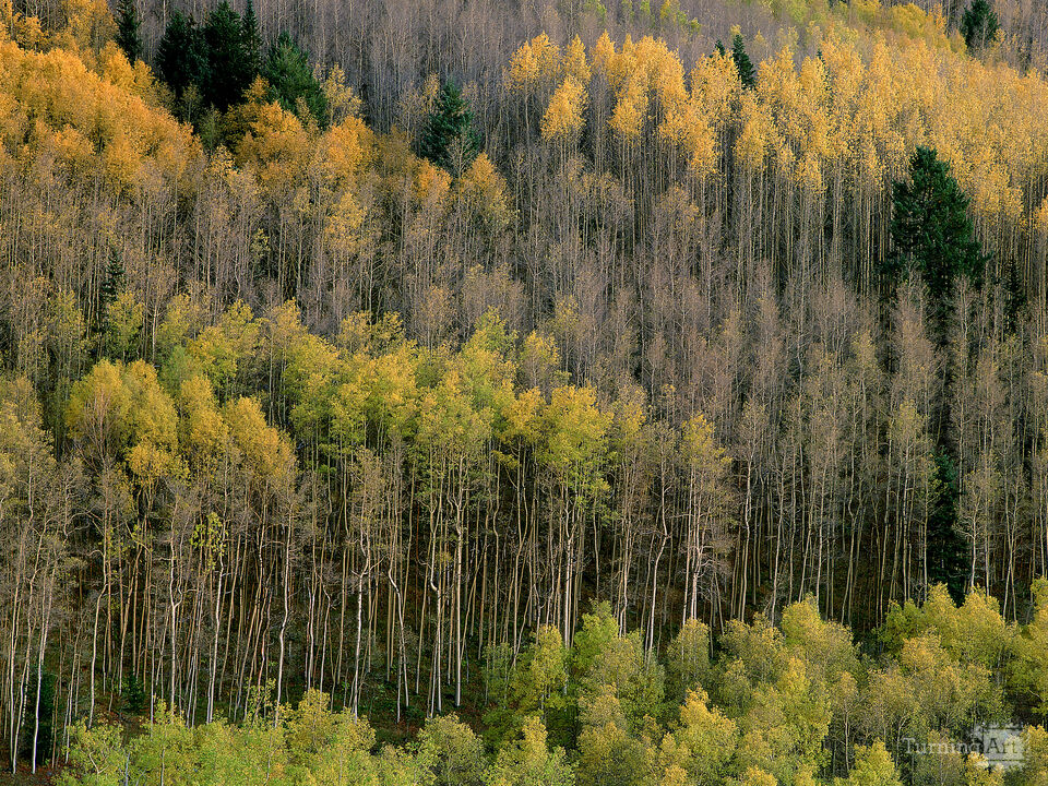 Autumn aspens, Santa Fe