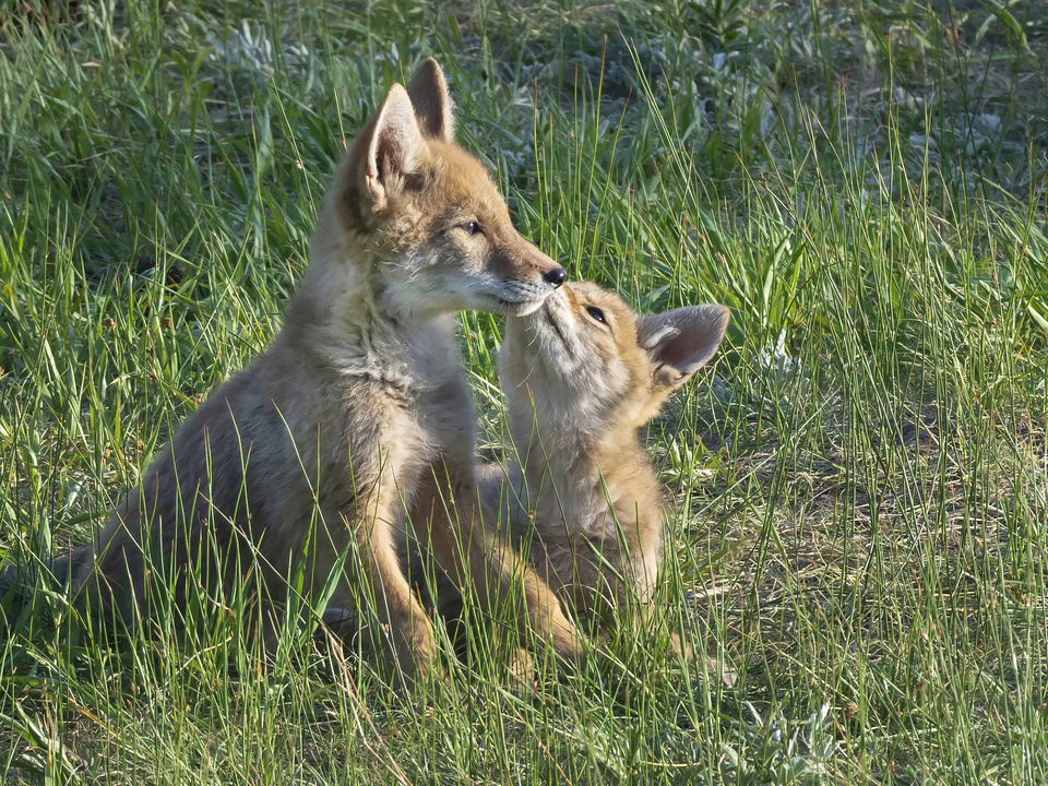Coyote pups share affection