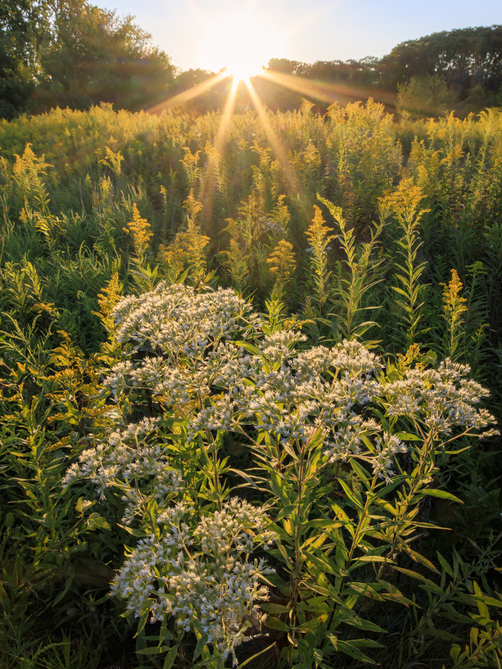 Fall Wildflowers at Sunset