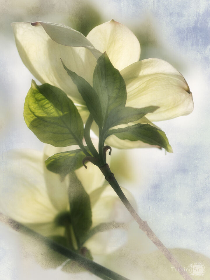 Dogwood Portrait II