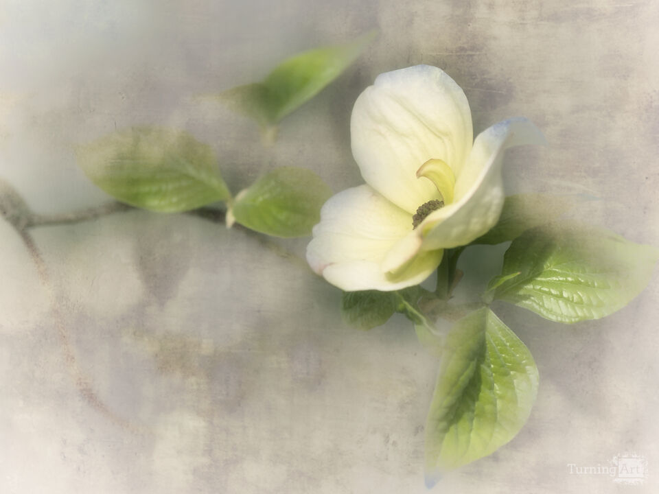 Dogwood Portrait III