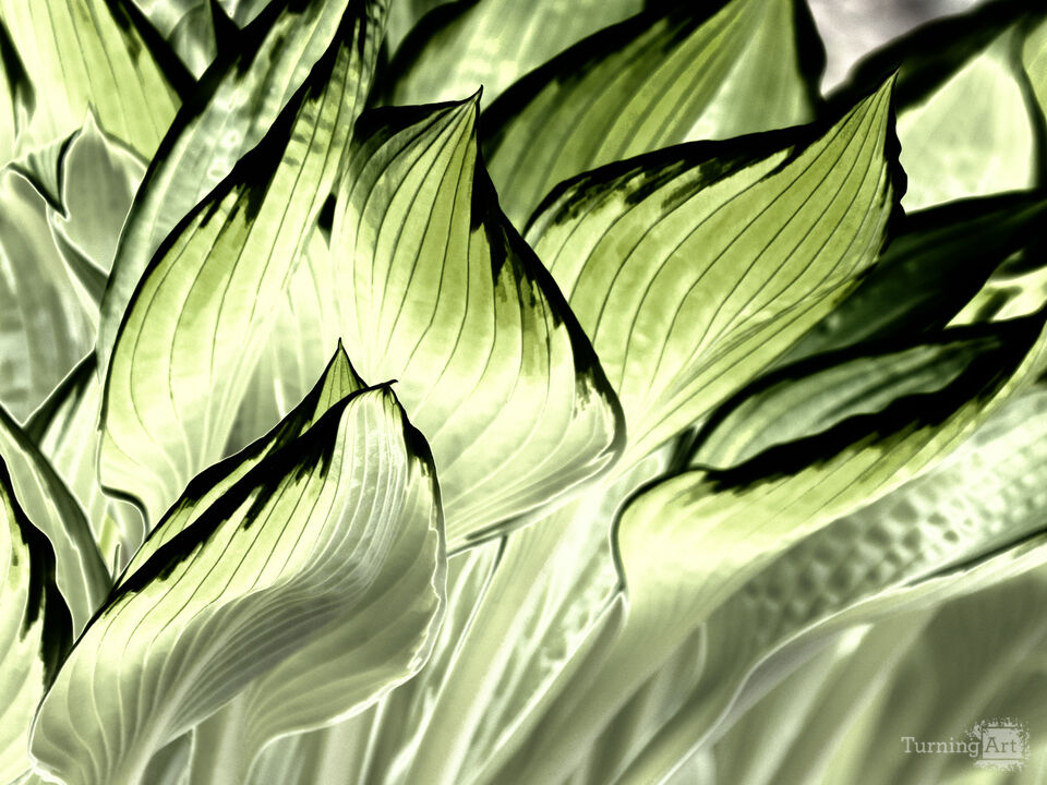 Hosta Leaves No.1