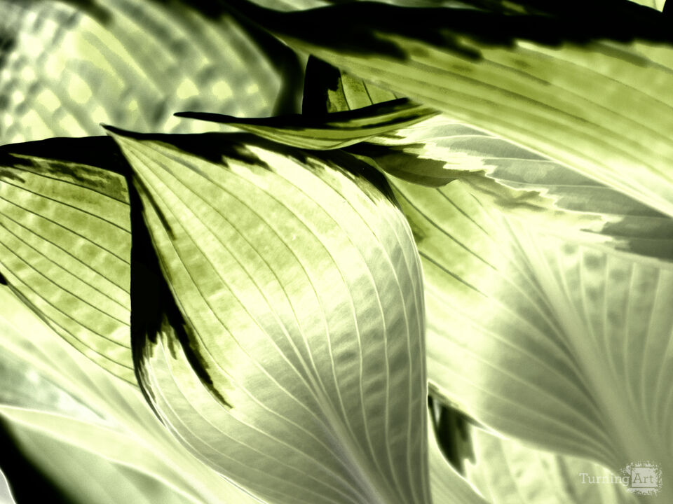 Hosta Leaves No.2