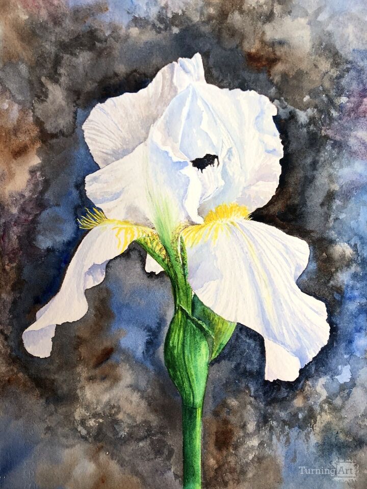 White Iris