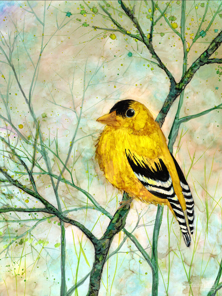 Golden Finch