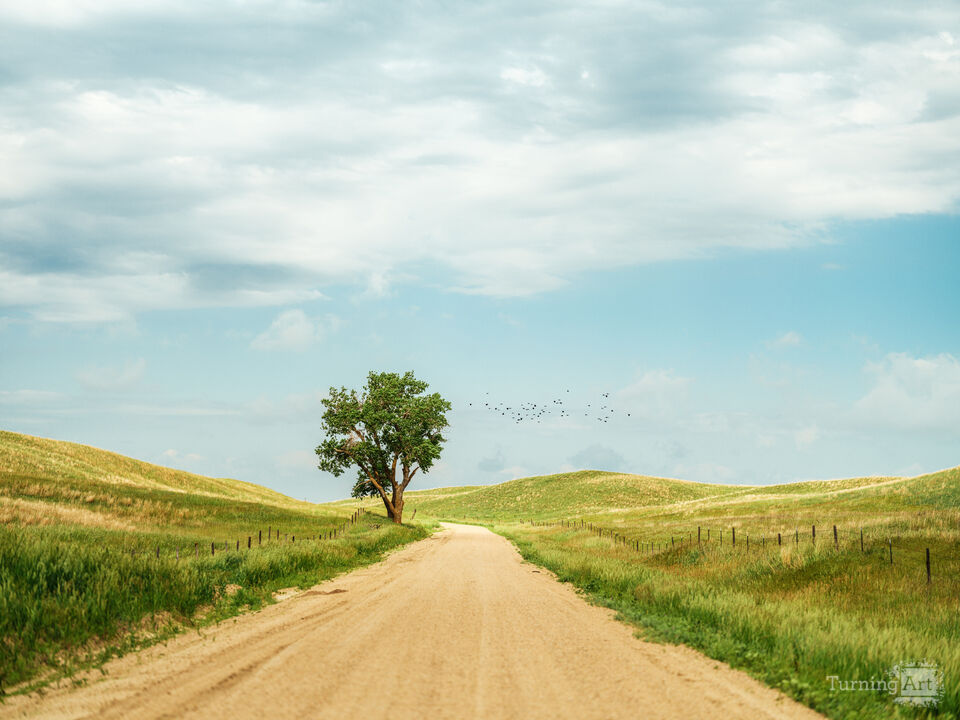 The Country Road... With Birds