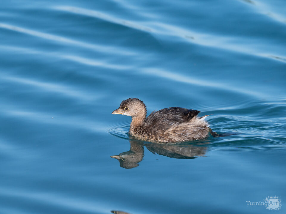 Like a duck to water