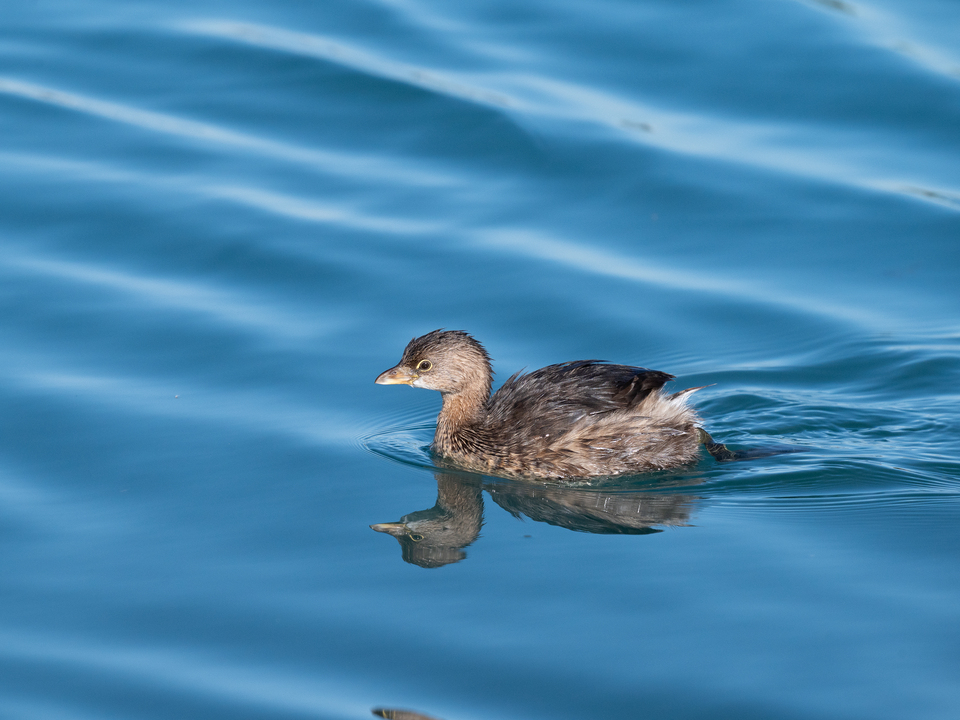 Like a duck to water