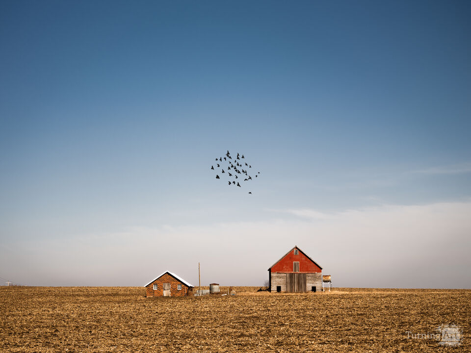 Birds on the Prairie