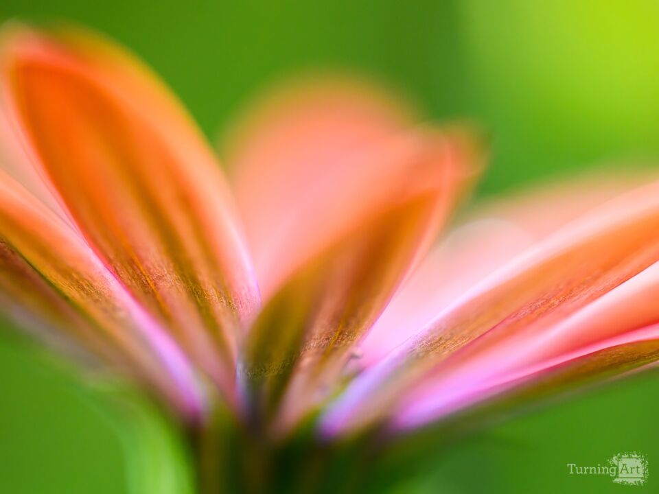 Colors of the Morning