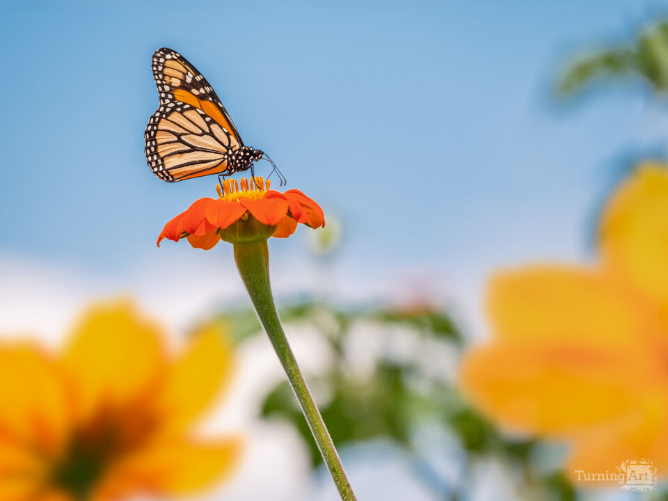 Morning Monarch