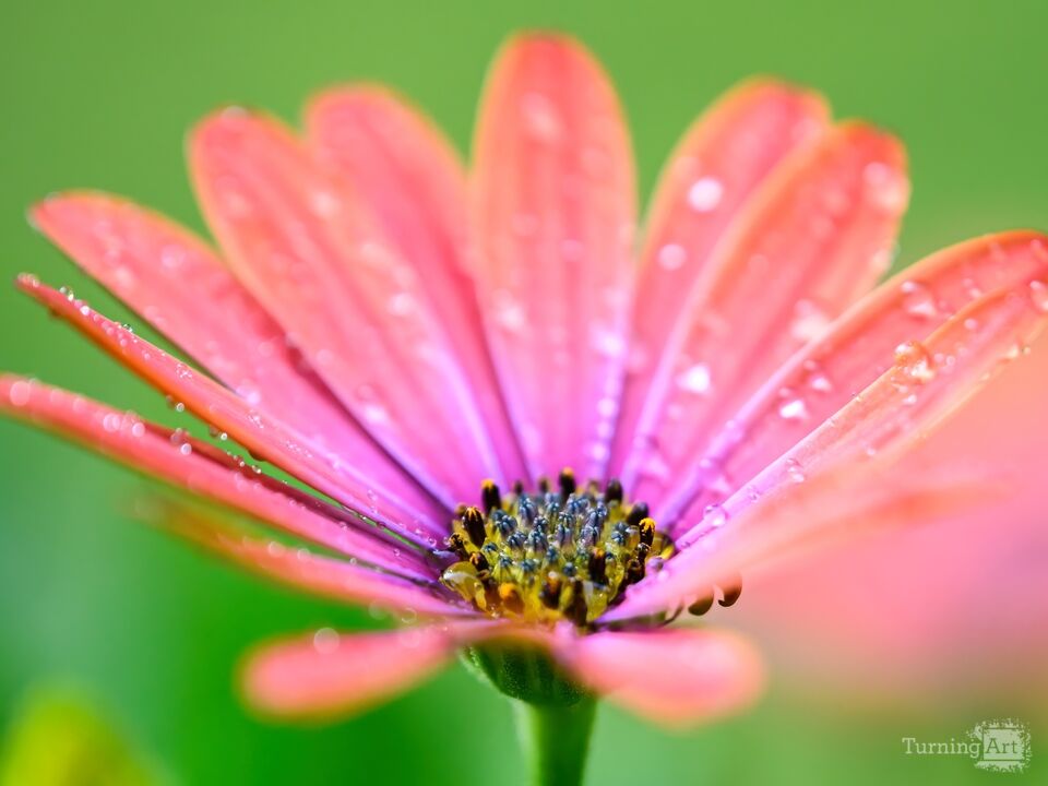 Water on the Garden Flower