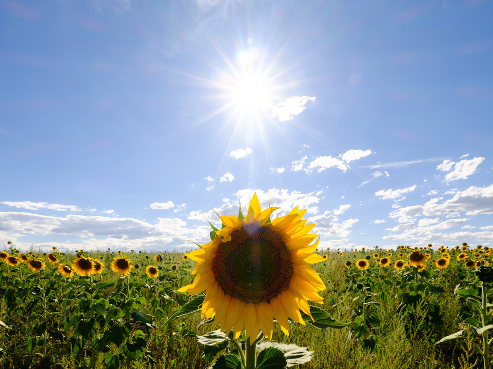 Sunflowers and Sunshine in the Midwest