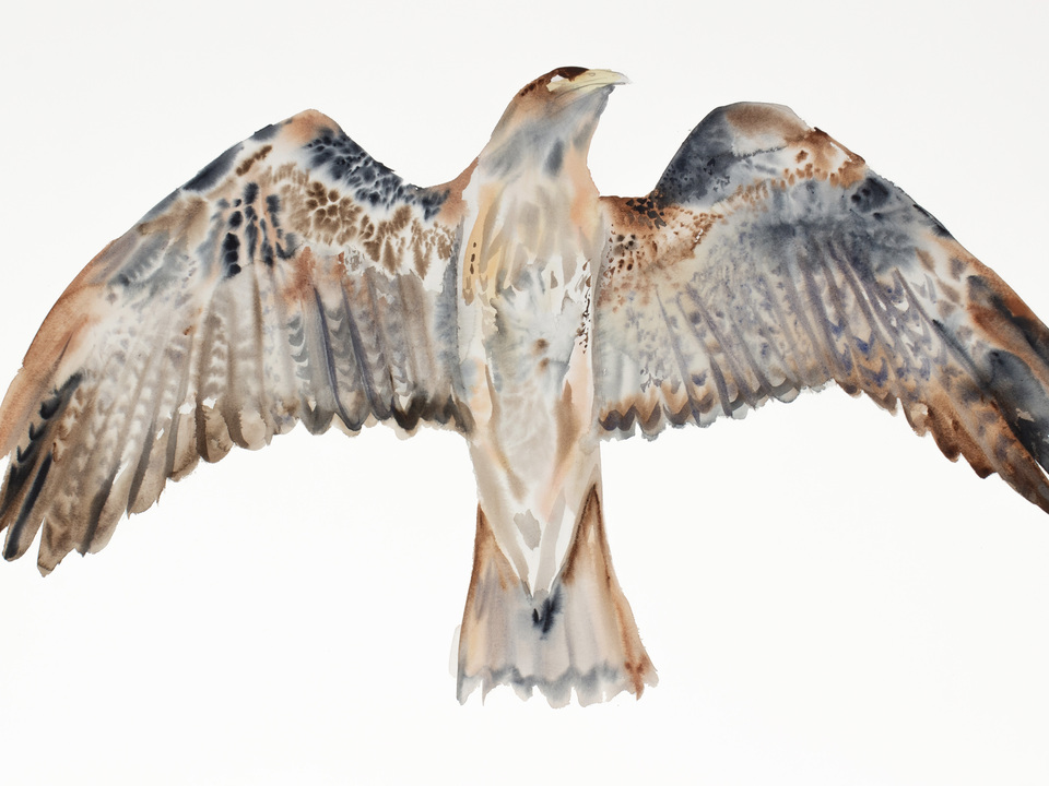 Flying Hawk No. 3
