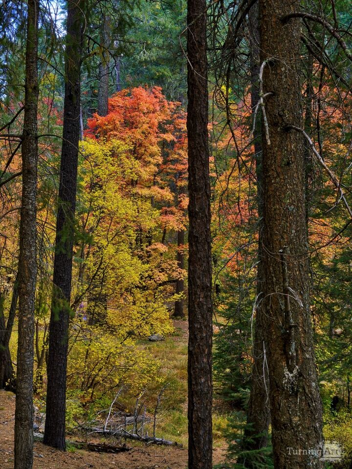 Bear Wallow Colors of Fall in 2024
