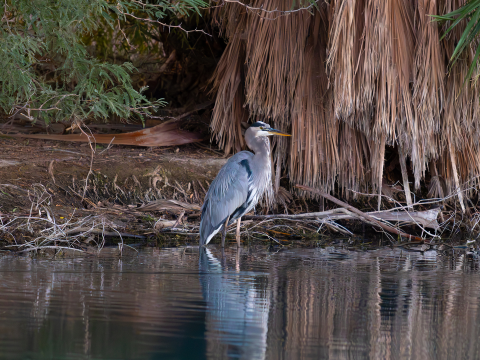 Great Blue Heron in Fall Colors
