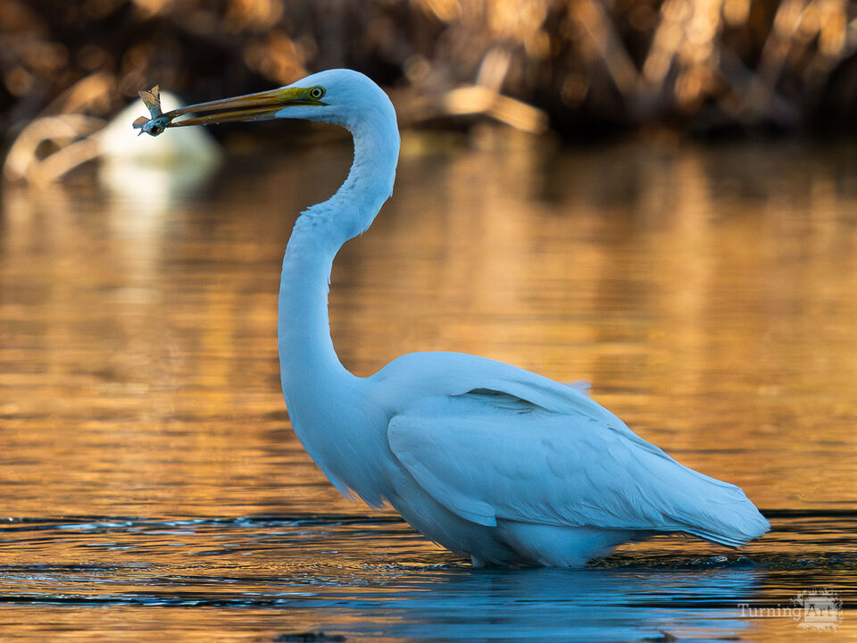 Big bird, Little fish