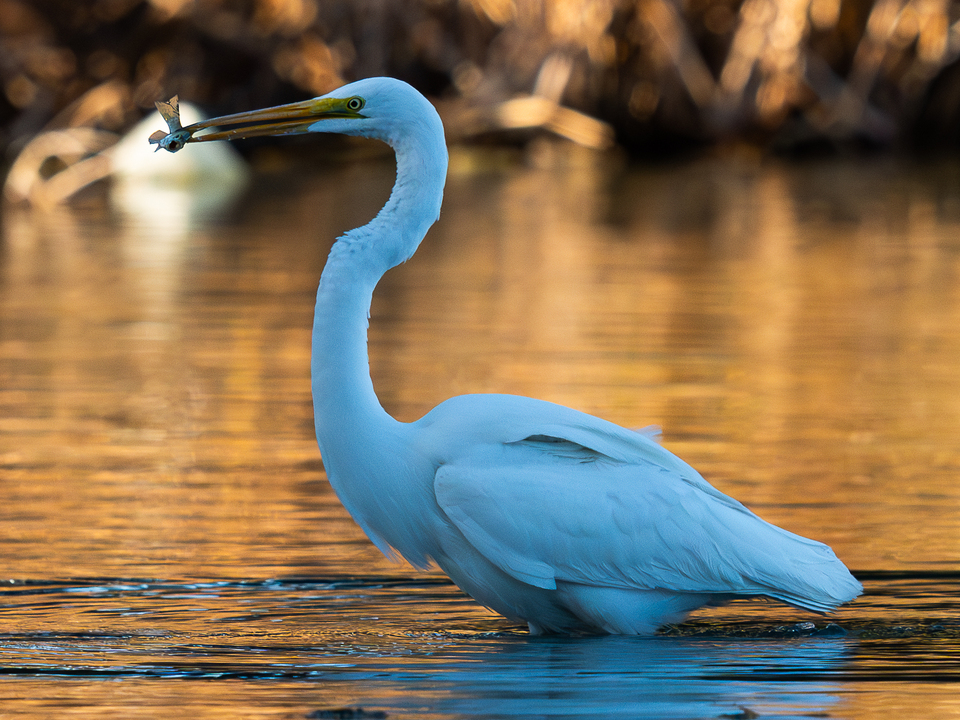 Big bird, Little fish