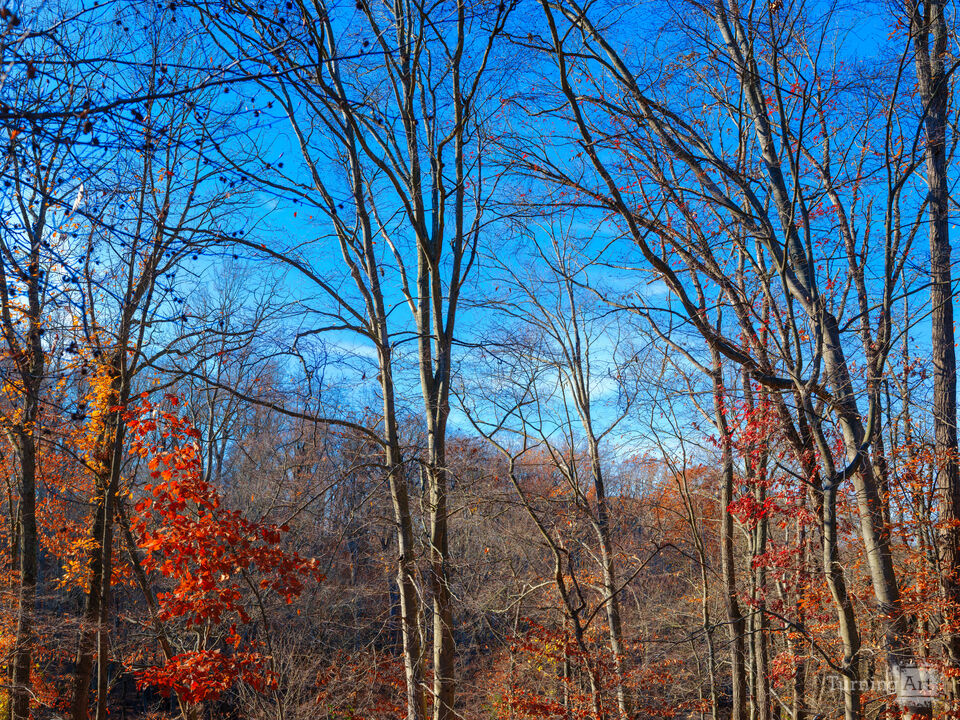 Autumn Colors Last Hurrah