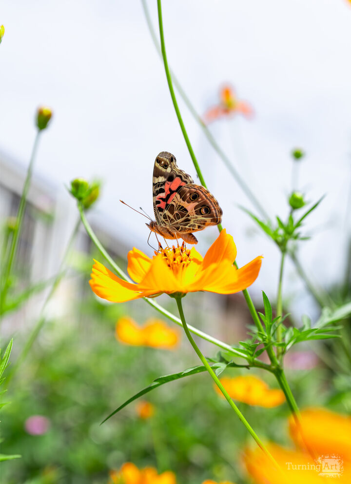 organic communication