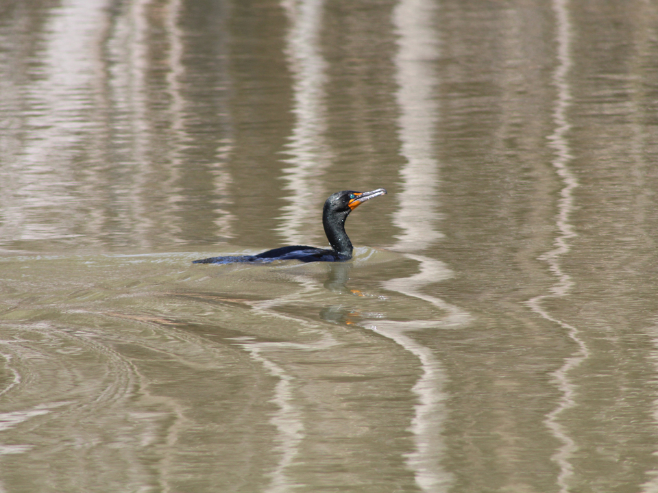 Cormorant Reflecting on Reflections