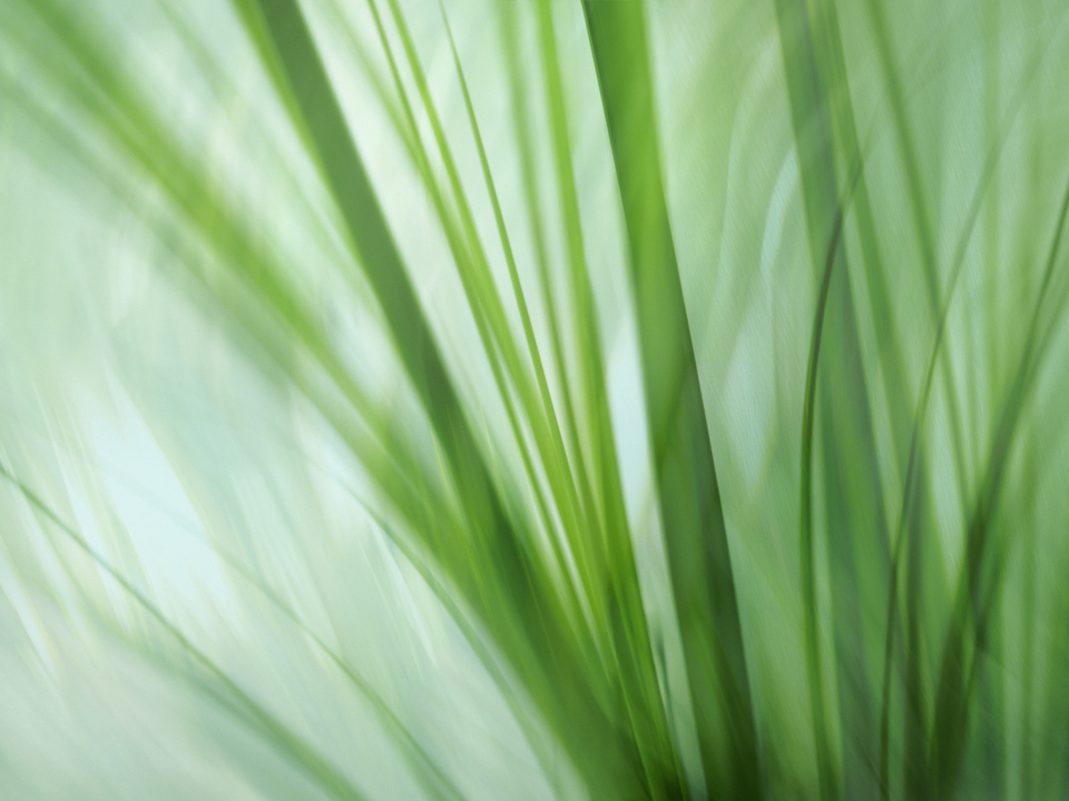 Dancing Grasses