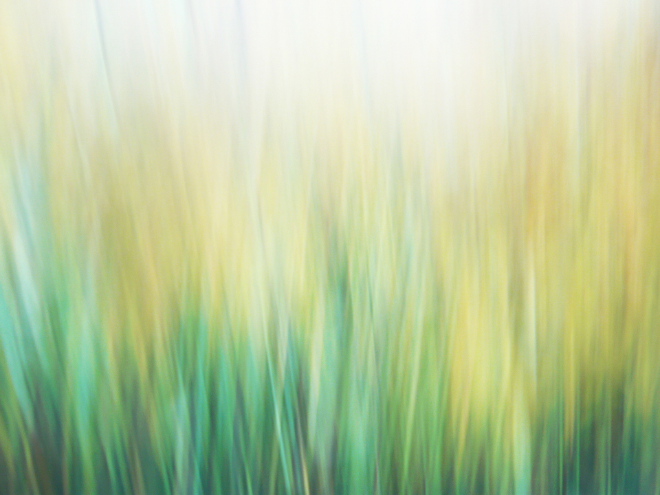 Breeze In Meadow 