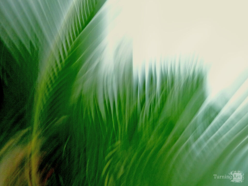 Verdant Breeze
