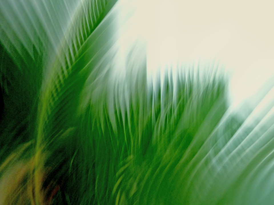 Verdant Breeze