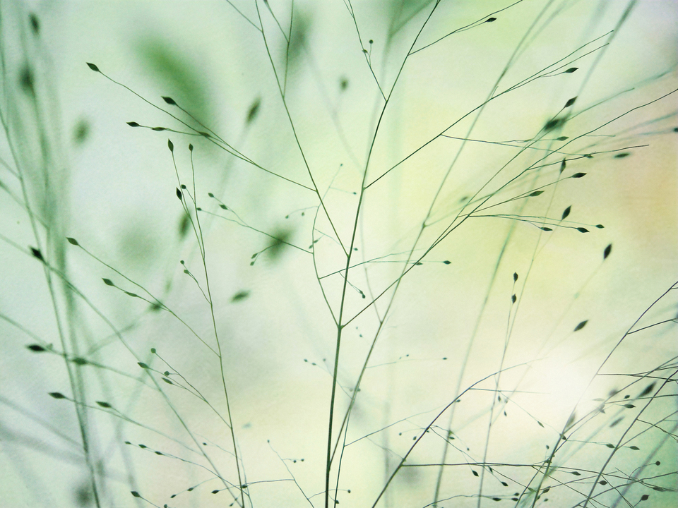 Light In Meadow