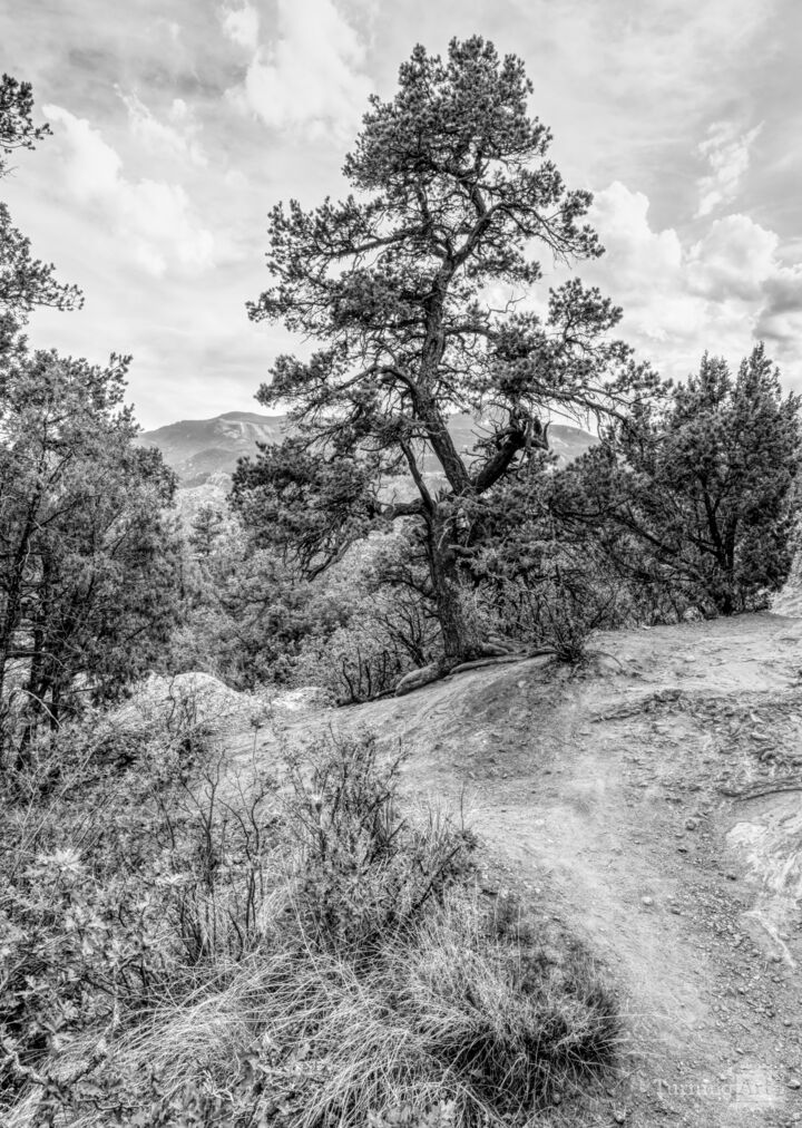 Twists of Time Colorado Grayscale