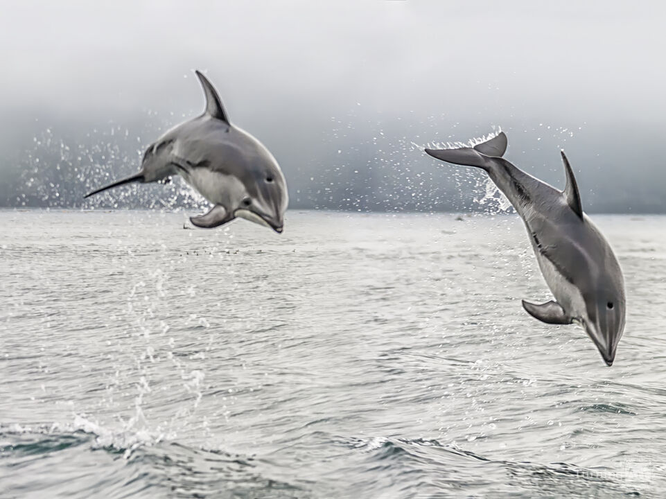 Jumping Wild Dolphin 5127-9